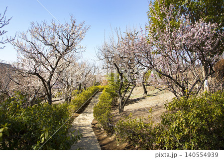 羽根木公園　梅の花が咲く早春の風景 140554939