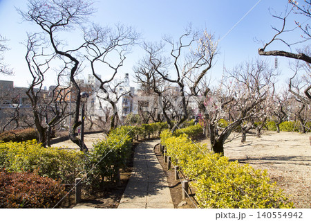 羽根木公園 梅の花が咲く早春の風景 羽根木公園 梅の花が咲く早春の風景 140554942