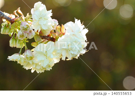 光に包まれて咲く白い御衣黄桜 光に包まれて咲く白い御衣黄桜 140555653