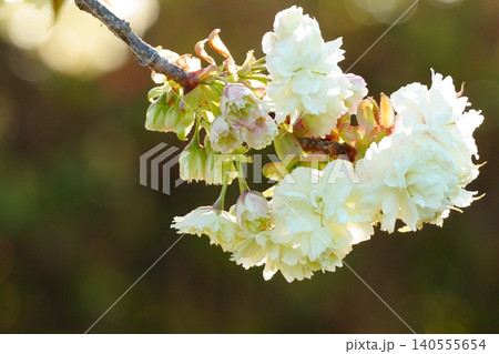 春の光に映える白い御衣黄桜 春の光に映える白い御衣黄桜 140555654