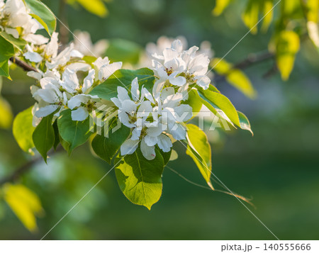White blossoming apple trees in the sunset light. Spring season, spring colors. White blossoming apple trees in the sunset light. Spring season, spring colors. 140555666