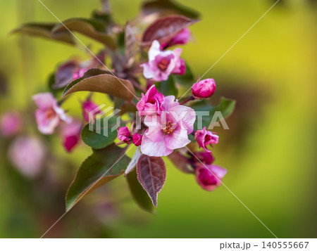 Fresh pink flowers of a blossoming apple tree with blured background Fresh pink flowers of a blossoming apple tree with blured background 140555667