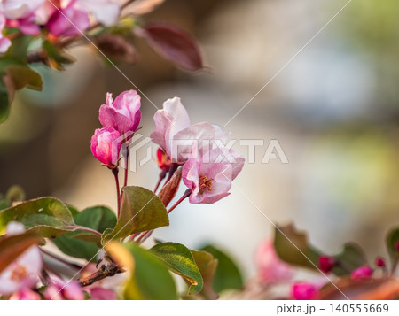 Fresh pink flowers of a blossoming apple tree with blured background Fresh pink flowers of a blossoming apple tree with blured background 140555669