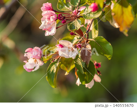 Fresh pink flowers of a blossoming apple tree with blured background Fresh pink flowers of a blossoming apple tree with blured background 140555670