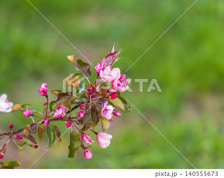 Fresh pink flowers of a blossoming apple tree with blured background Fresh pink flowers of a blossoming apple tree with blured background 140555673