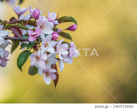Fresh pink flowers of a blossoming apple tree with blured background Fresh pink flowers of a blossoming apple tree with blured background 140555692