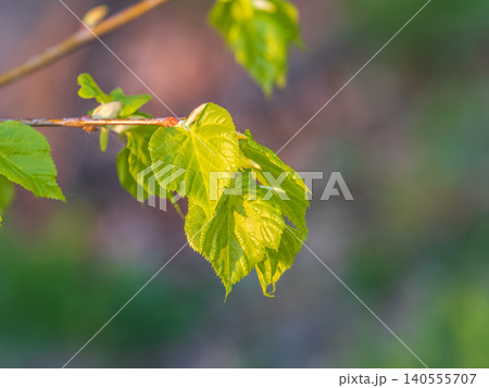 Tilia cordata, the small-leaved lime or small-leaved linden branch with fresh leaves in spring 140555707