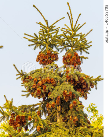Closeup of fir branches with young buds. Spring nature concept. Fir branches with fresh shoots Closeup of fir branches with young buds. Spring nature concept. Fir branches with fresh shoots 140555708
