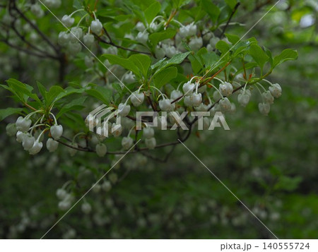 六義園に咲くドウダンツツジの花 六義園に咲くドウダンツツジの花 140555724