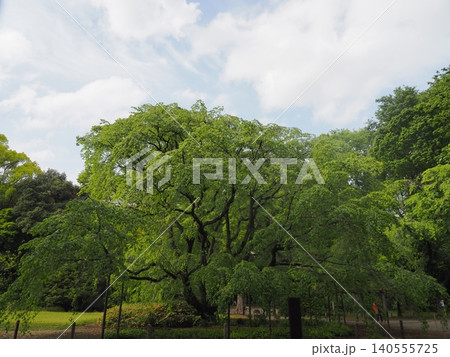 六義園の新緑の枝垂れ桜 六義園の新緑の枝垂れ桜 140555725