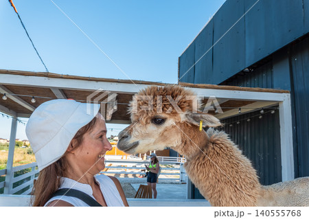 Moment of interaction between a human and an alpaca Moment of interaction between a human and an alpaca 140555768