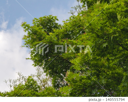 六義園の新緑のカエデの木 140555794