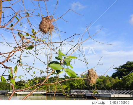 Bird Nests on Tree Branches Against Blue Sky Bird Nests on Tree Branches Against Blue Sky 140555803
