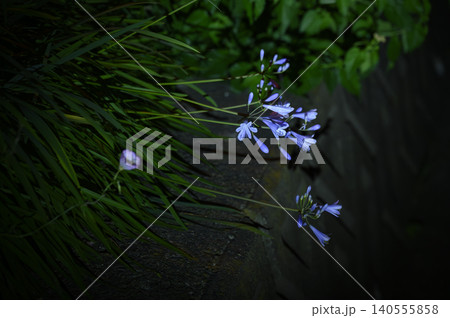 静寂の中で輝く紫の花 静寂の中で輝く紫の花 140555858