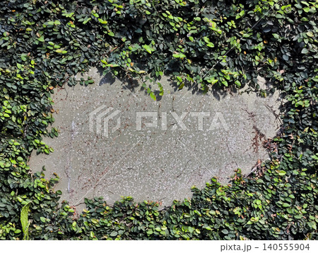 Green ivy leaves framing a patch of grey concrete wall Green ivy leaves framing a patch of grey concrete wall 140555904
