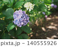 紫陽花の小路　淡い紫と白の花が咲く初夏の散歩道 140555926