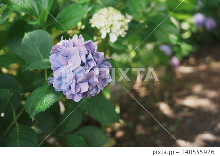 紫陽花の小路　淡い紫と白の花が咲く初夏の散歩道 140555926