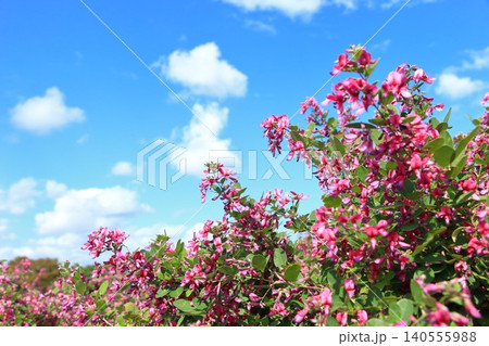 秋空に咲く満開のハギの花 秋空に咲く満開のハギの花 140555988