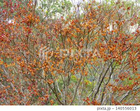 Orange autumnal leaves on a tree in the Blue Mountains 140556013