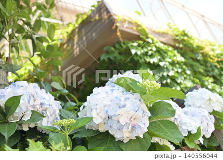 フェンス越しに見る紫陽花 フェンス越しに見る紫陽花 140556044