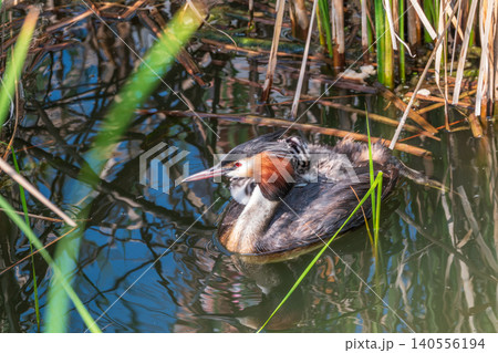 The water bird Great crested Grebe, Podiceps cristatus, swimming in the lake, and its cute babies riding on its back The water bird Great crested Grebe, Podiceps cristatus, swimming in the lake, and its cute babies riding on its back 140556194