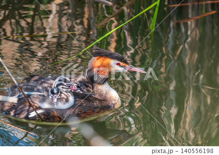 The water bird Great crested Grebe, Podiceps cristatus, swimming in the lake, and its cute babies riding on its back 140556198