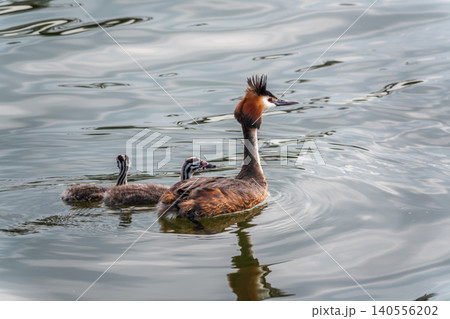 The waterfowl bird, great crested grebe with chick, swimming in the lake. The waterfowl bird, great crested grebe with chick, swimming in the lake. 140556202