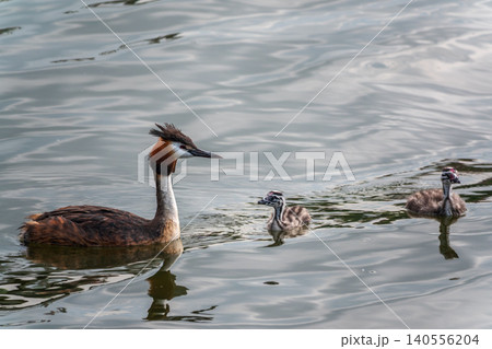 The waterfowl bird, great crested grebe with chick, swimming in the lake. The waterfowl bird, great crested grebe with chick, swimming in the lake. 140556204