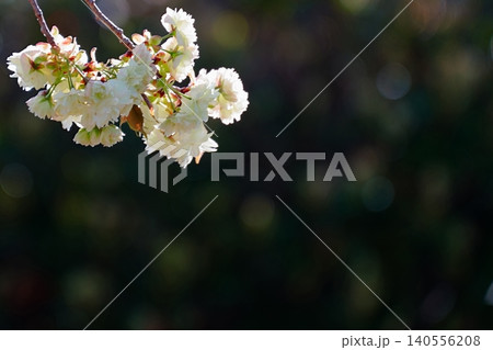 玉ボケに彩られた御衣黄桜 玉ボケに彩られた御衣黄桜 140556208