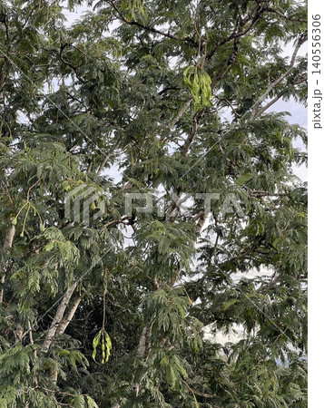 Petai Bitter Bean Parkia Speciosa Tree In Malaysia Petai Bitter Bean Parkia Speciosa Tree In Malaysia 140556306