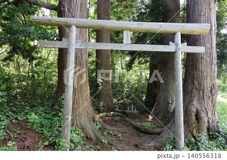 大木に囲まれた鳥居 大木に囲まれた鳥居 140556318