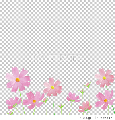 手描きの水彩の淡いピンクのコスモス畑 手描きの水彩の淡いピンクのコスモス畑 140556347