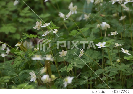 高尾山 景色 花 高尾山 景色 花 140557207