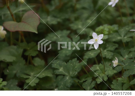 高尾山 景色 花 高尾山 景色 花 140557208