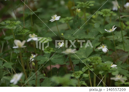 高尾山 景色 花 高尾山 景色 花 140557209