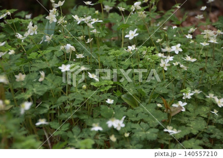高尾山 景色 花 高尾山 景色 花 140557210