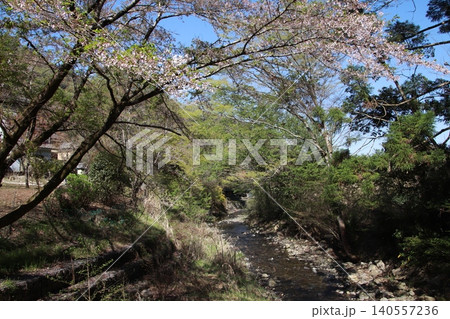 高尾山 景色 花 高尾山 景色 花 140557236