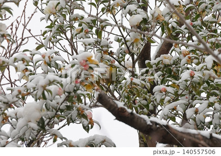 初雪 初雪 140557506