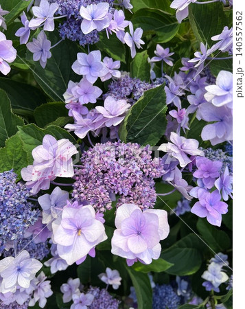 淡い紫色のアジサイが咲き誇る初夏の花背景 淡い紫色のアジサイが咲き誇る初夏の花背景 140557562