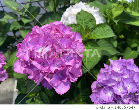 日差しを浴びて鮮やかに咲くピンクの紫陽花 日差しを浴びて鮮やかに咲くピンクの紫陽花 140557647