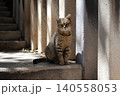 Tabby cat sitting on stone steps in bright sunlight between columns 140558053