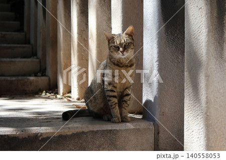 Tabby cat sitting on stone steps in bright sunlight between columns Tabby cat sitting on stone steps in bright sunlight between columns 140558053