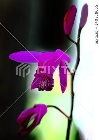 赤い紫蘭の花 赤い紫蘭の花 140558055