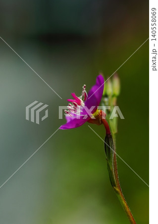 小さなアカバナユウゲショウの花 小さなアカバナユウゲショウの花 140558069