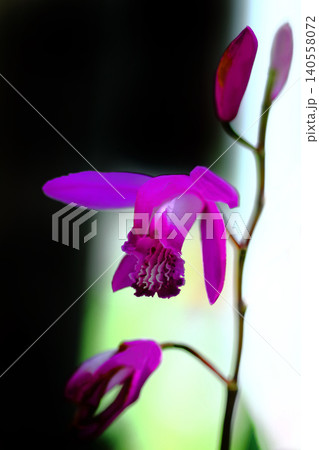 可憐な紫蘭の花 可憐な紫蘭の花 140558072