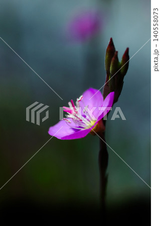 可憐なアカバナユウゲショウの花 可憐なアカバナユウゲショウの花 140558073