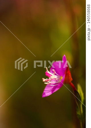春の野に咲くアカバナユウゲショウの花 春の野に咲くアカバナユウゲショウの花 140558088
