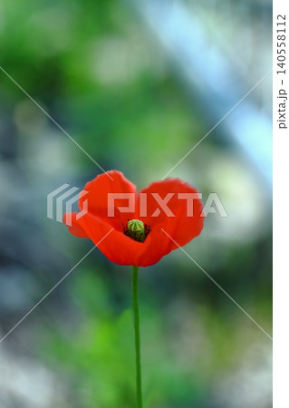 赤いポピーの花 赤いポピーの花 140558112