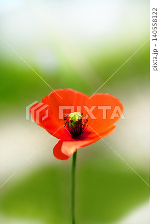 赤いポピーの花 赤いポピーの花 140558122