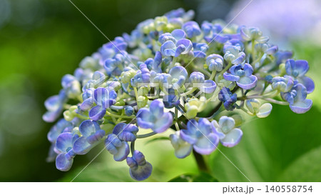 青い紫陽花 青い紫陽花 140558754